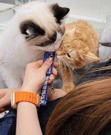 猫猫频繁上厕所带血