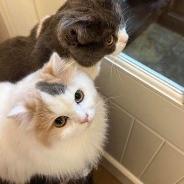 猫与人亲近定位表现