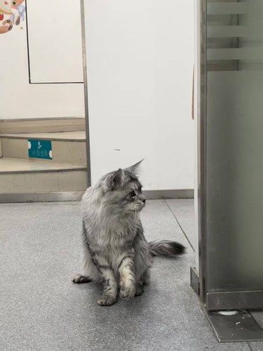 猫咪坠楼之后可能会出现的问题