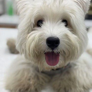 狗狗视力