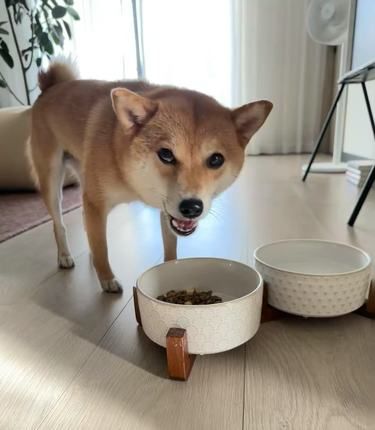 夏天宠物饮食管理