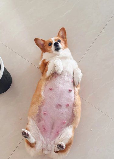 狗狗到日子不生产是怎么回事
