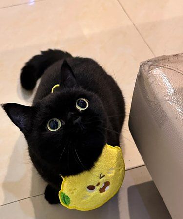 猫咪绝育年龄