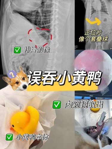 注意啦！狗狗误吞小黄鸭