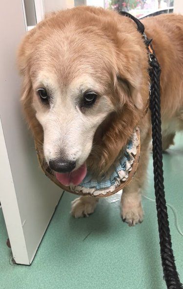 犬脓皮症