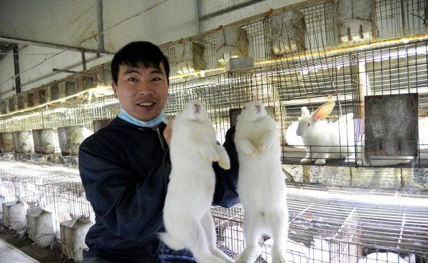 宠物兔怎么养