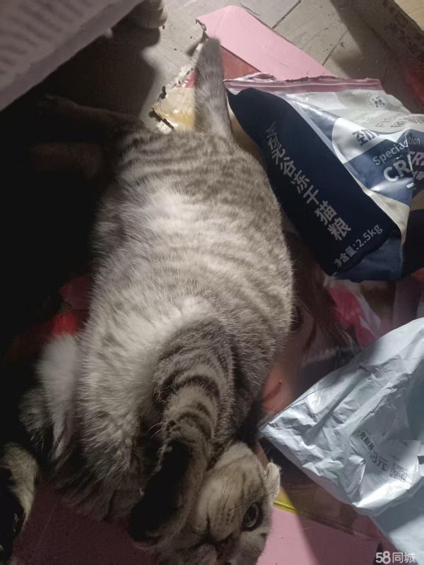 换了新房子 房东不让养猫 免费领养 可自提 不出运费