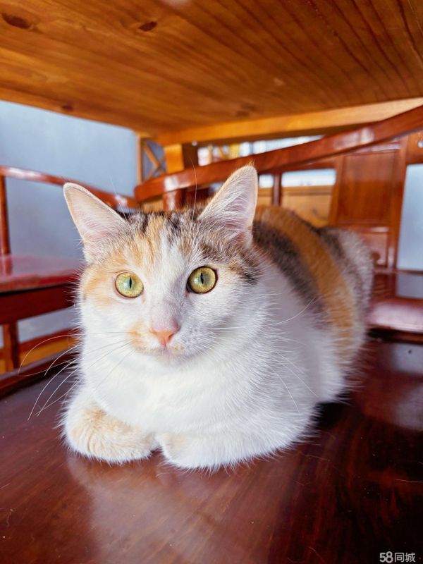 三花猫求领养