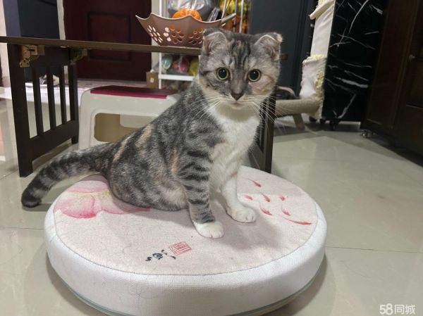 猫咪免费赠送