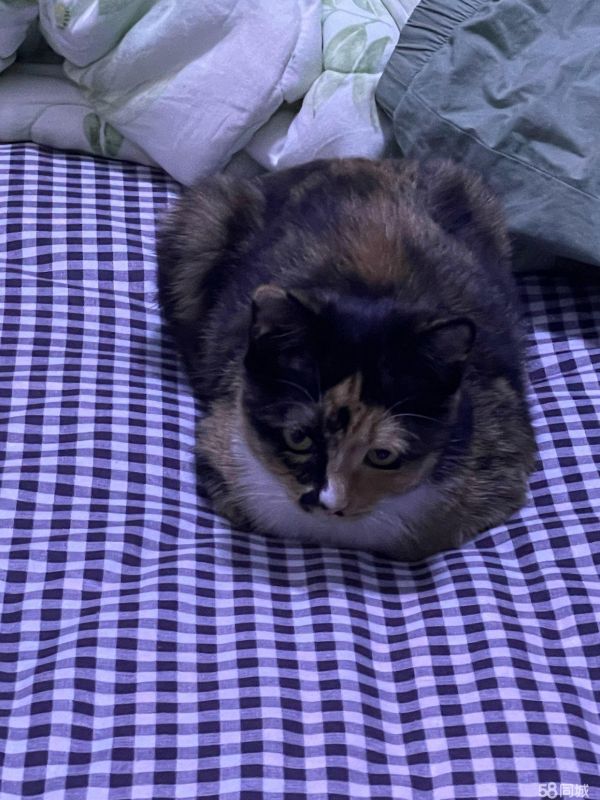 给猫咪找个家