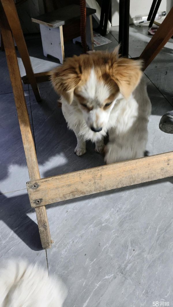 小狗免费领养
