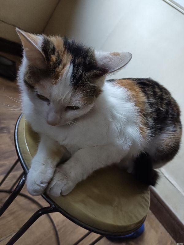 猫猫找领养