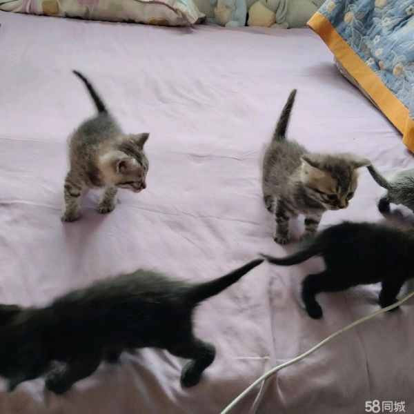 烟台芝罘区免费领养猫咪。爱心人士有需要的联系。。。自提。