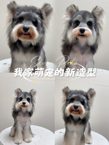 找对宠物美容师～