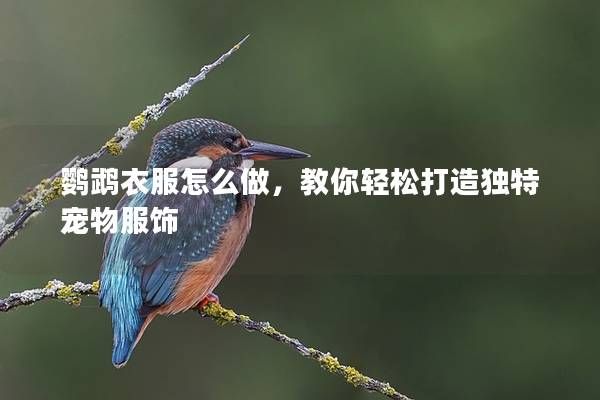 鹦鹉衣服怎么做，教你轻松打造独特宠物服饰
