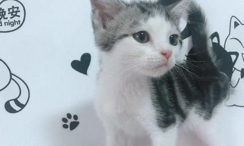 猫咪爪子为何是镰刀形状