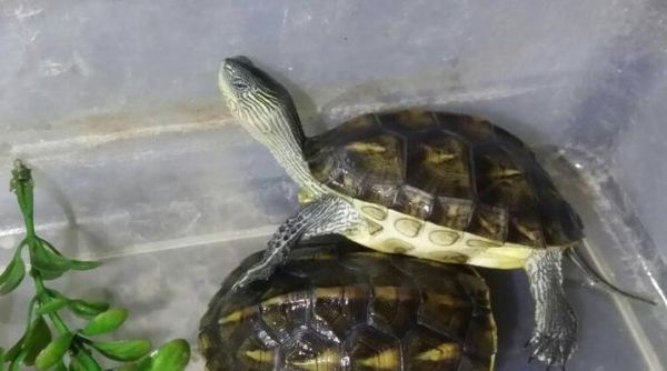 十大最适合孩子的宠物品种