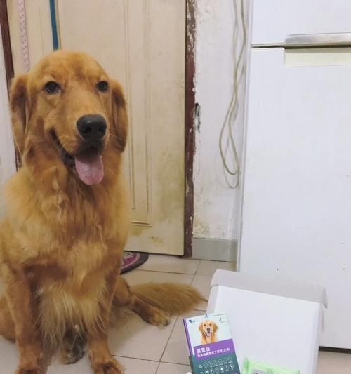 十大最温顺的猫咪品种