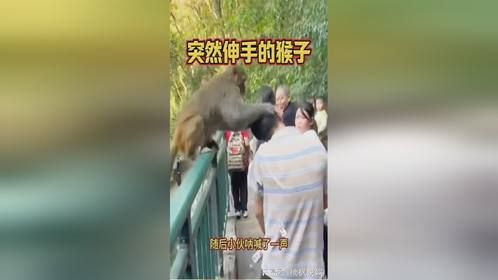 突然伸手的猴子，偷袭小伙子
