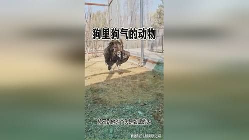 狗里狗气的动物，走路呆萌可爱