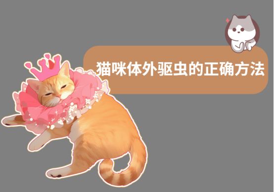 猫咪体外驱虫的正确方法