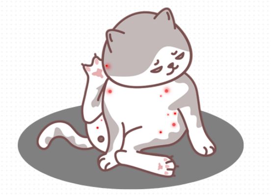 猫咪体外驱虫