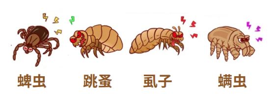 猫咪体外寄生虫