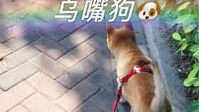 探究宠物啃骨时长之谜