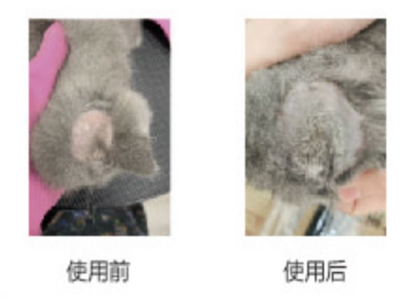 宠物美容(图3)