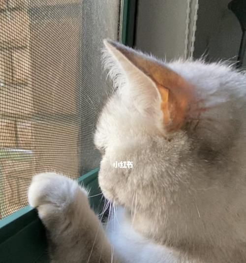 宠物猫毛太硬怎么办（宠物猫毛变柔软）