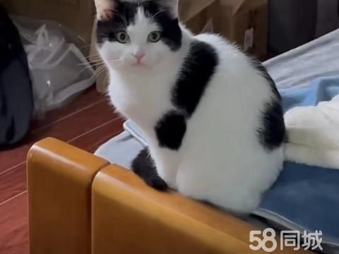 宁德宠物赠送/领养·小猫免费领养