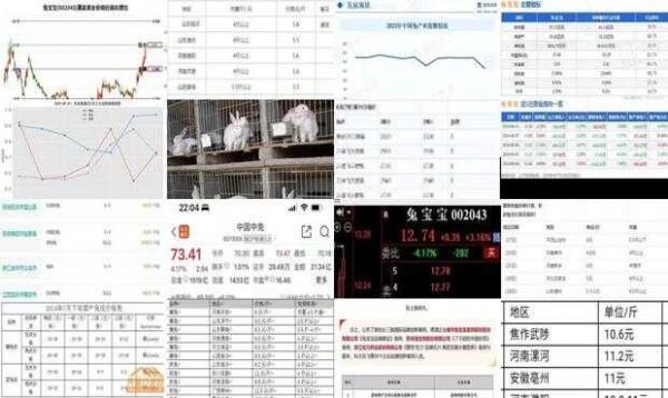 兔子价格最新价格行情