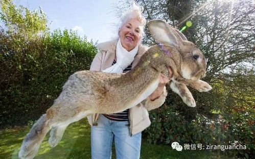 世界十大最贵兔子品种，宠物界珍品盘点