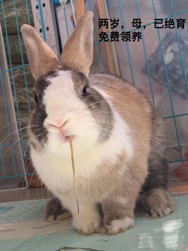 宠物兔子品种及价格便宜-宠物兔子品种及价格便宜的有哪些