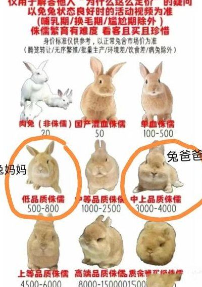 宠物兔多少钱一只（宠物兔一只大概多少钱）