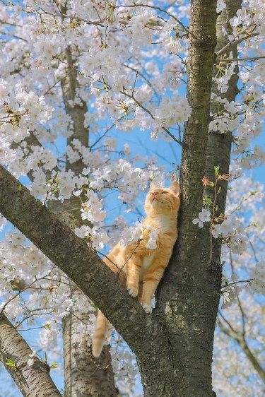 春的浪漫，花占一半，猫占一半