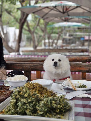 我的饭搭子