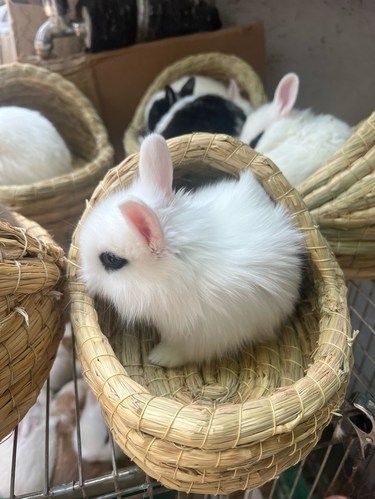 花鸟虫鱼市场之春