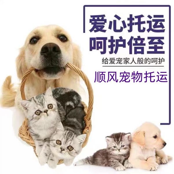 武汉宠物托运