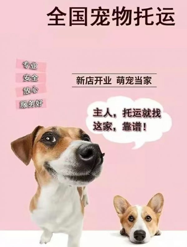 武汉宠物托运