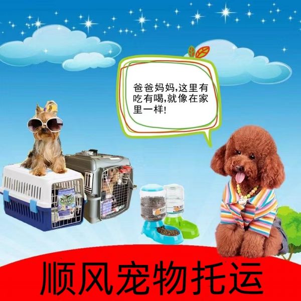 武汉宠物托运