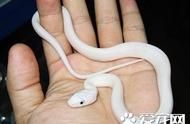 为宠物蛇提供均衡营养的饲料