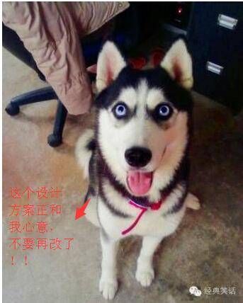 宠物医院装修注意事项 附效果图