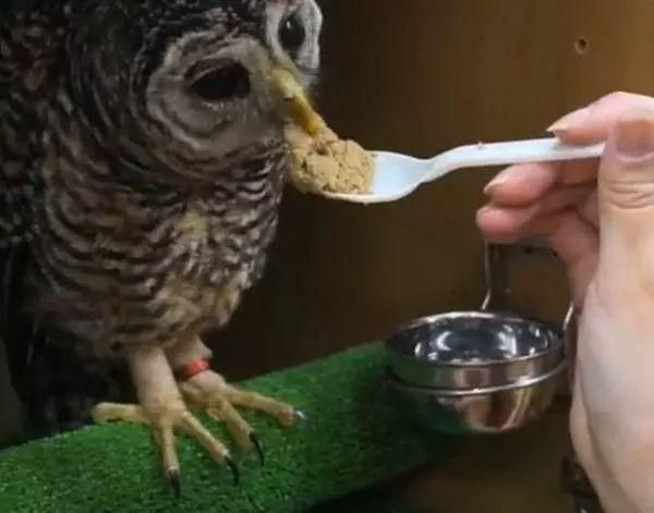 养猫头鹰做宠物是一种怎么的体验，吃饭要人喂，高兴还会跳舞！