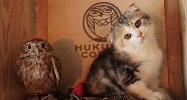 养猫头鹰做宠物是一种怎么的体验，吃饭要人喂，高兴还会跳舞！