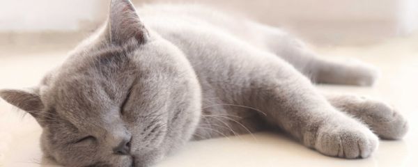 猫咪传染病有哪些 