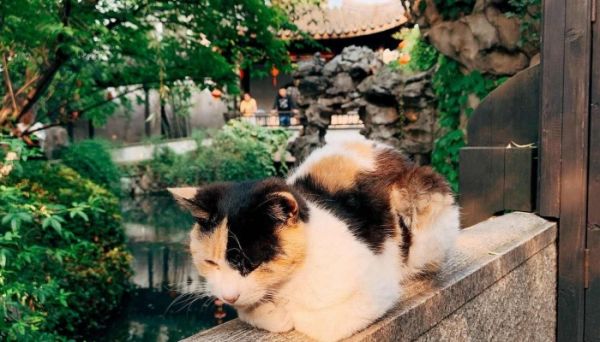 猫咪传染病有哪些 