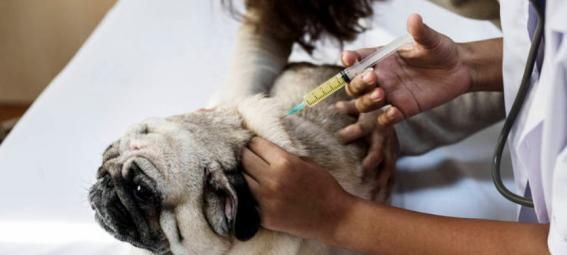 狗之间传染的疾病及预防方法（宠物犬常见传染病）