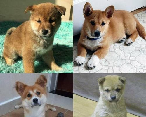 宠物田园小型犬的名字有哪些？