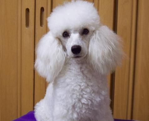 宠物田园小型犬的名字有哪些？